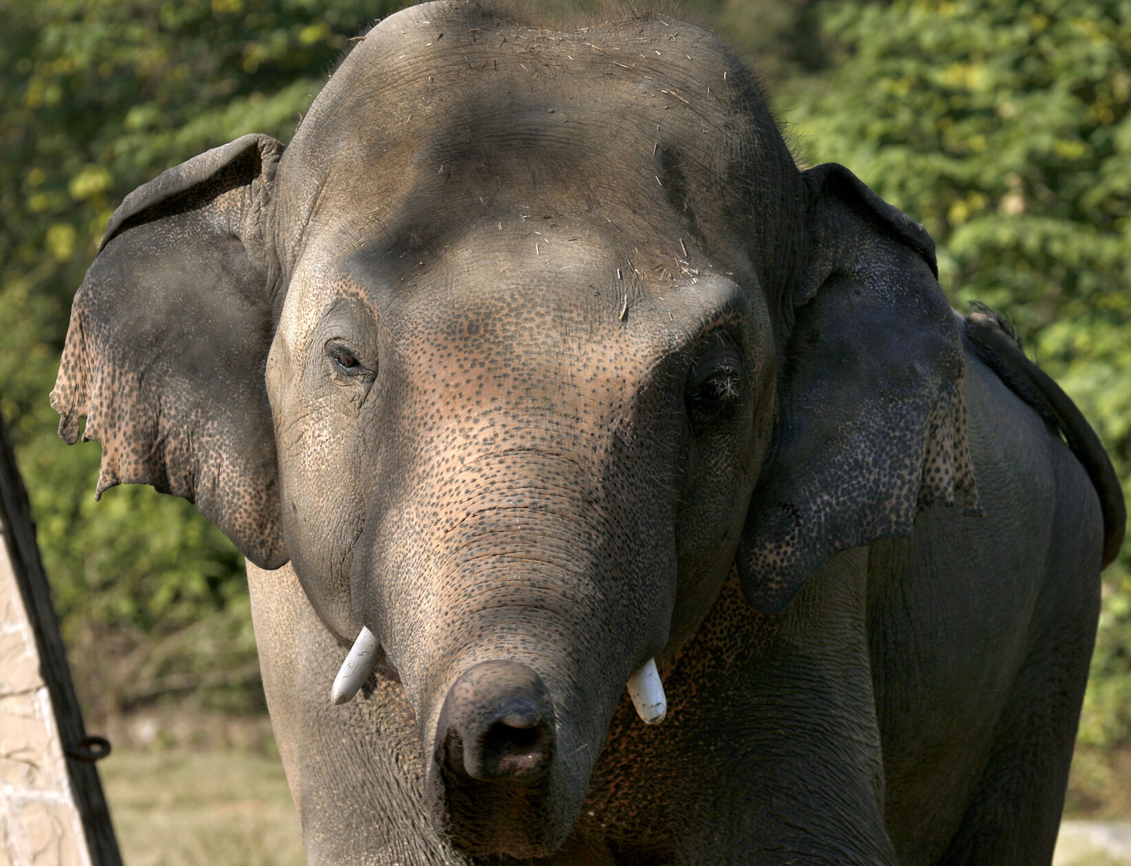 Pakistan elephant